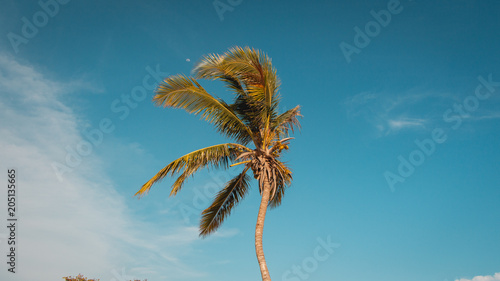 Palm tree in playa girón © Esteban