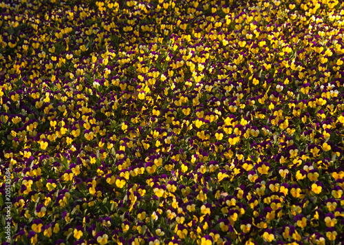 Flowers in spring time