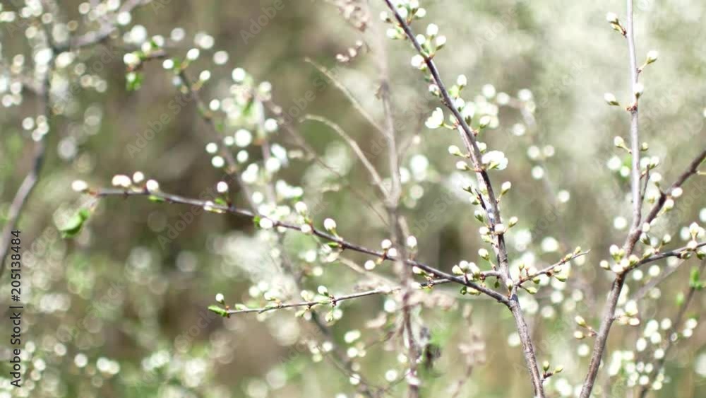 Early spring, unopened white flowers on the branches of a fruit tree. Early spring, unopened white flowers on the branches of a fruit tree.