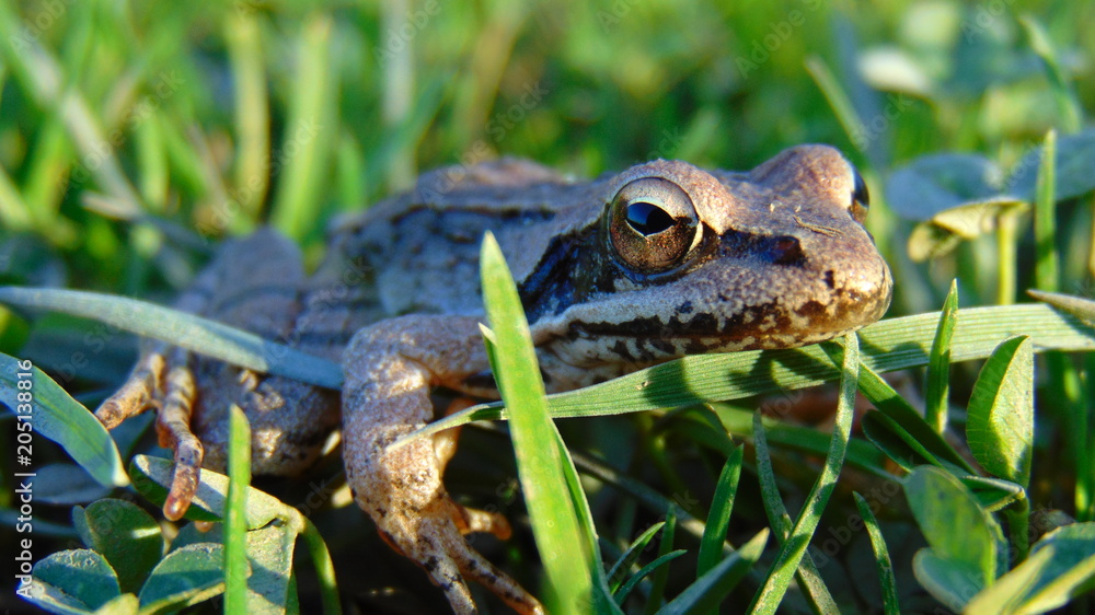 frog frog