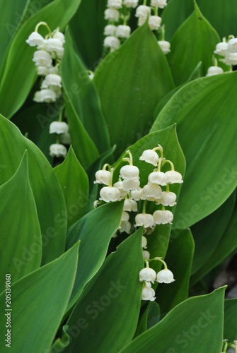 Konwalia majowa - Convallaria majalis