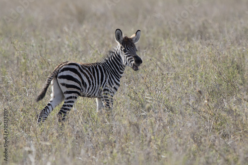 foal of a Plains Zebra that stands in the savannah and calls the adult zebra