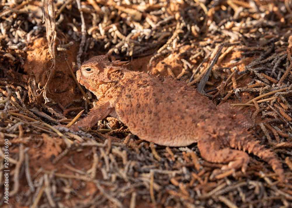 An orange brown horned lizard among fallen pine twigs in the desert of Southern Utah An orange brown horned lizard among fallen pine twigs in the desert of Southern Utah