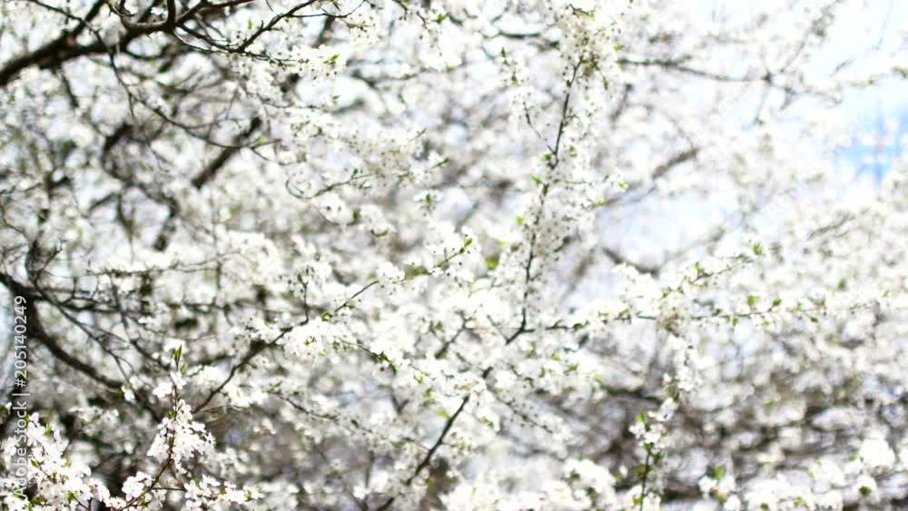 Flowering fruit tree in early spring Flowering fruit tree in early spring