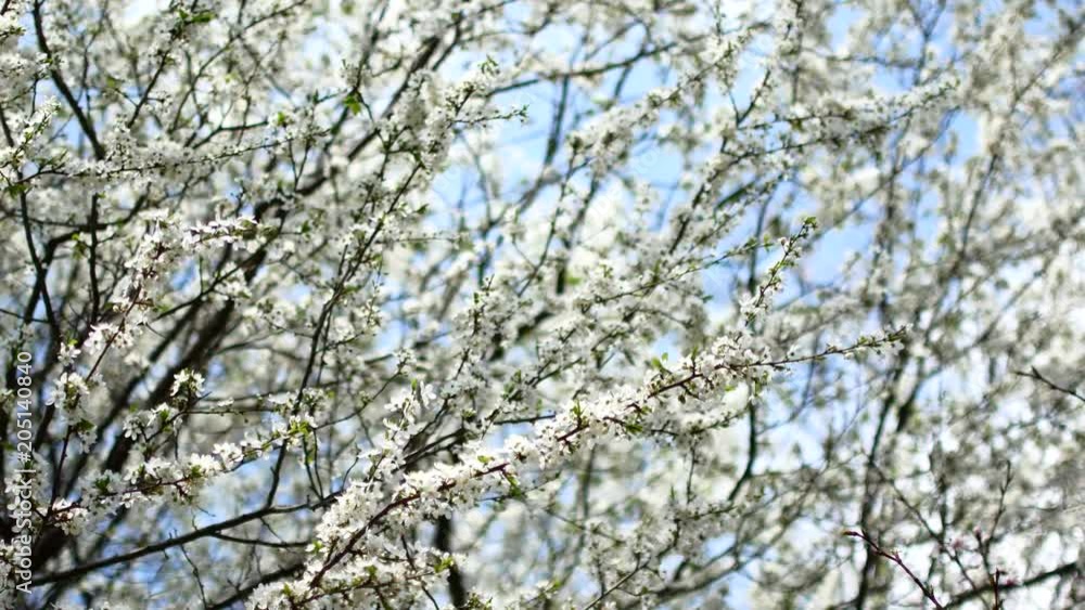 Flowering fruit tree in early spring Flowering fruit tree in early spring