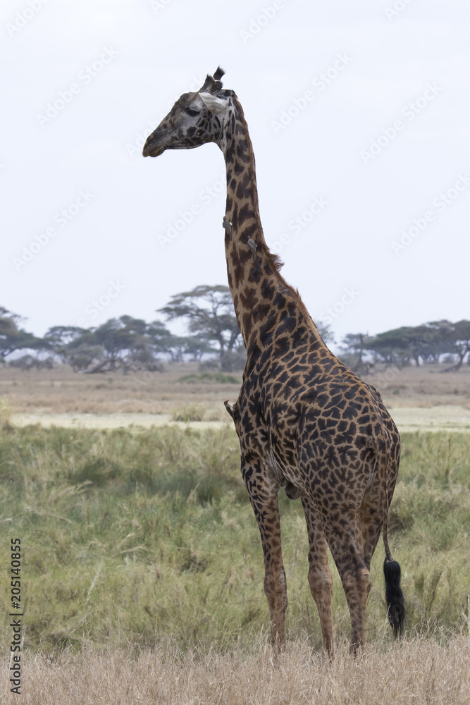 Naklejka premium male giraffe standing on a grassy meadow on a background of trees in a dry season