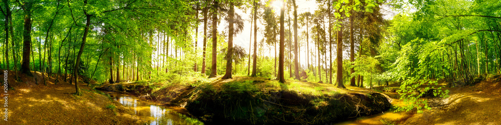 Beautiful forest Panorama in spring with bright sun shining through the trees