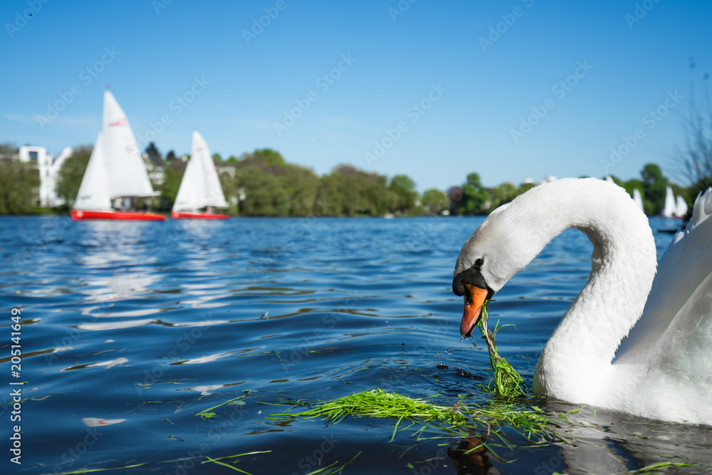 Naklejka premium Beautiful cute white grace swan on the Alster lake on a sunny day. White pleasure sail boats passing in background. Hamburg, Germany