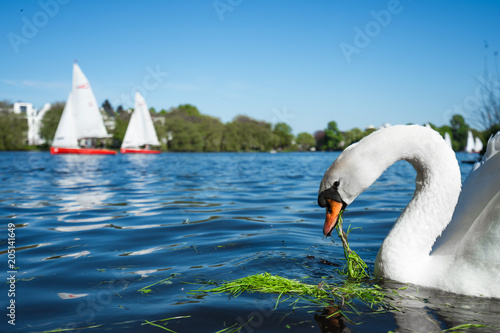 Beautiful cute white grace swan on the Alster lake on a sunny day. White pleasure sail boats passing in background. Hamburg, Germany