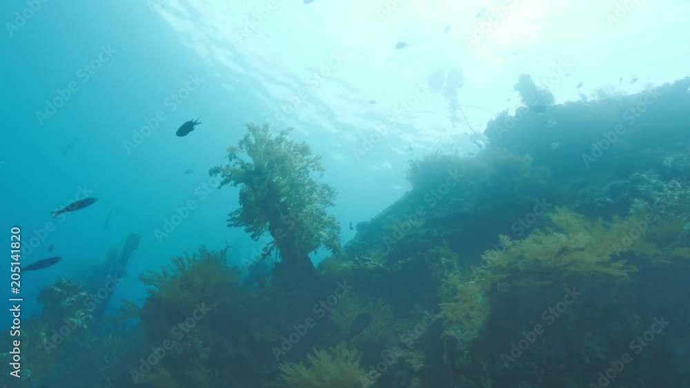 Wreck remains soft corals and fish underwater Wreck remains soft corals and fish underwater