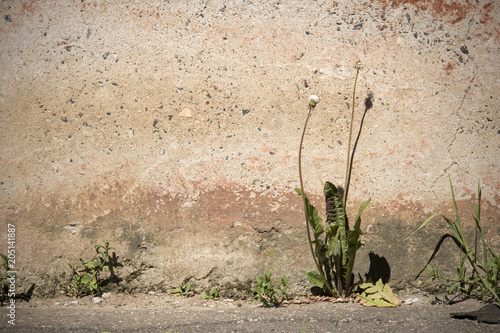 Fototapeta Naklejka Na Ścianę i Meble -  Dandelion against the red wall
