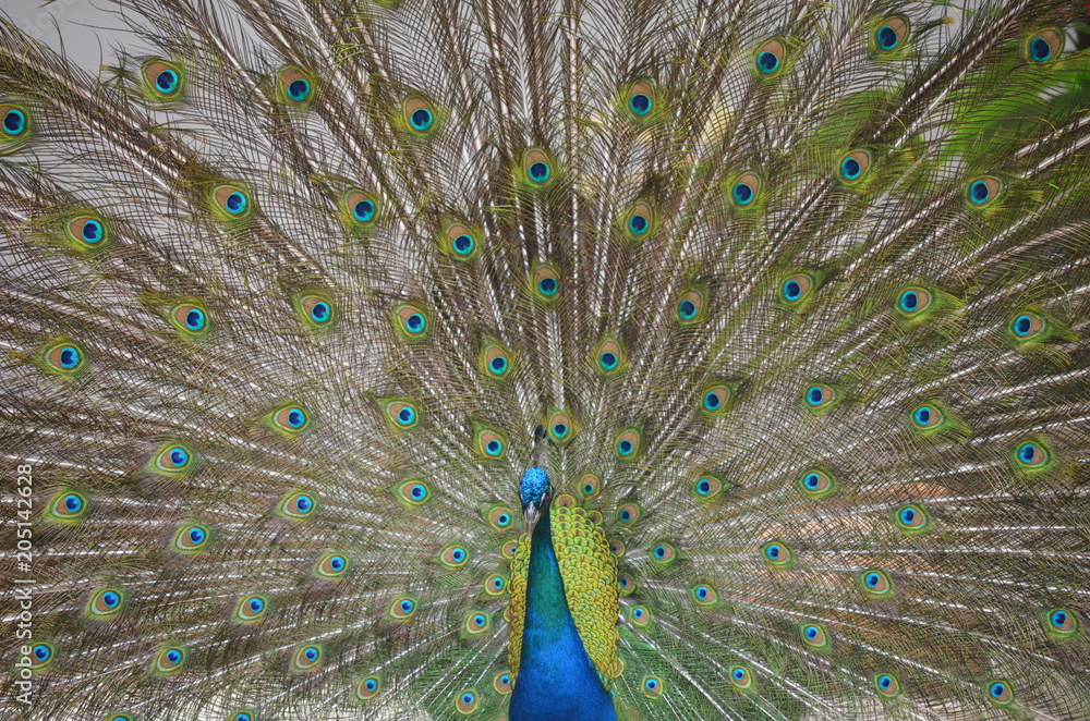 Fototapeta premium Beautiful Peacock
