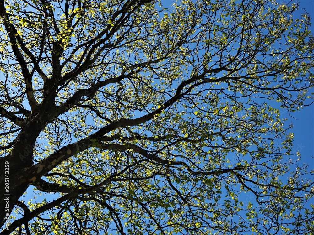 Sycamore tree with new spring leaves against a clear blue sky Sycamore tree with new spring leaves against a clear blue sky