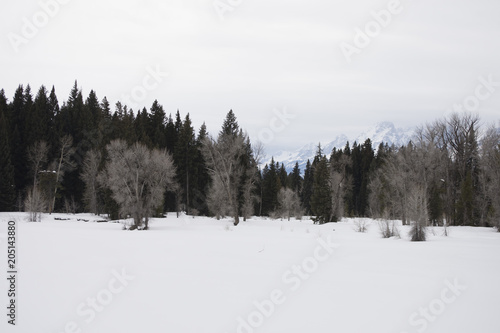 dried trees pine trees white snow cloudy sky and moutain in background