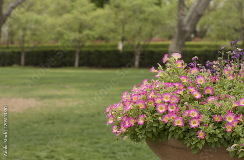close up pink flower pot with green garden background
