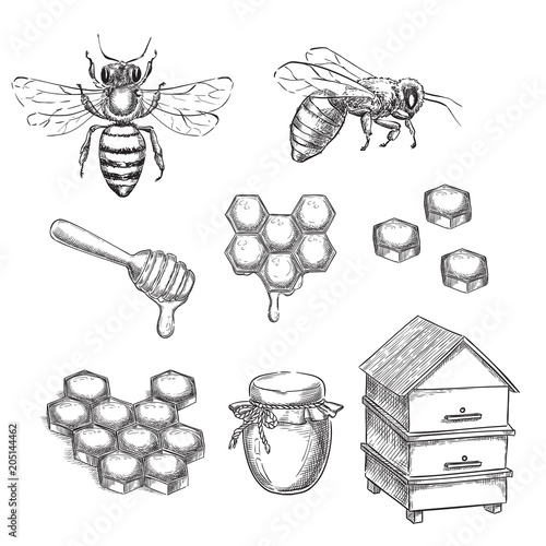 Honey and bee sketch vector illustration. Honeycombs, pot and hive hand drawn isolated design elements
