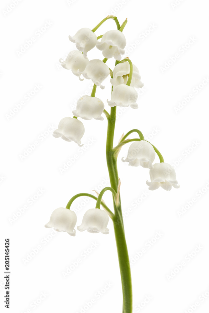 White flower of lily of the valley, lat. Convallaria majalis, isolated on white