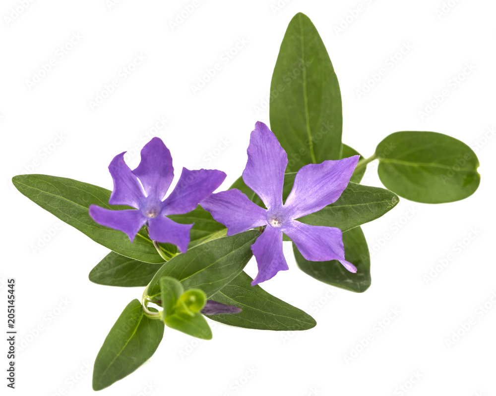 Obraz premium Blue flower of periwinkle, lat. Vinca, isolated on white background