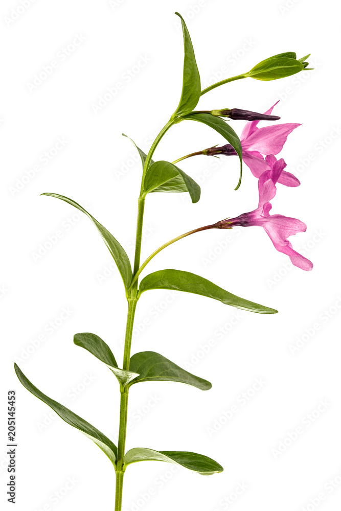 Pink flower of periwinkle, lat. Vinca, isolated on white background Pink flower of periwinkle, lat. Vinca, isolated on white background