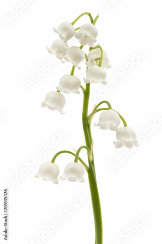 Obraz na płótnie White flower of lily of the valley, lat. Convallaria majalis, isolated on white w salonie