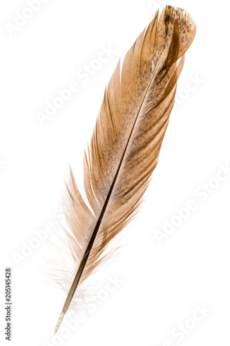 Feather bird isolated on a white background