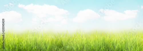 Gras im Frühling