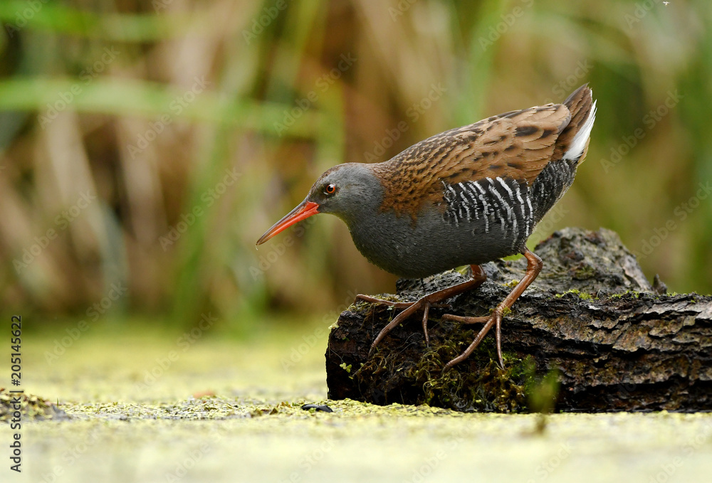 Water Rail (Rallus aquaticus) Water Rail (Rallus aquaticus)