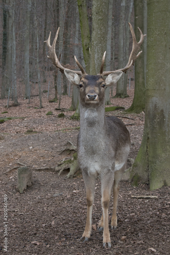 Fototapeta premium Deer