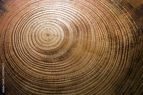 texture of a cross-section of a pine tree close-up  cross-section of annual rings