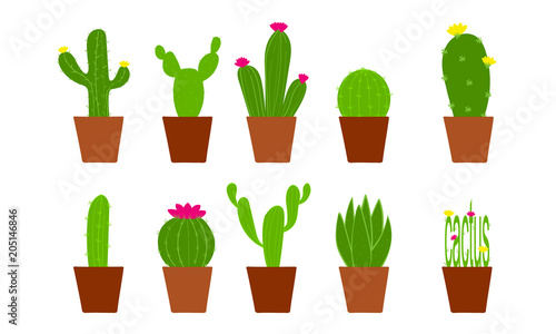 Vector cactus set of nine illustration in pots with flowers. Cactus collections on a white background. Element design, can be used for cards.