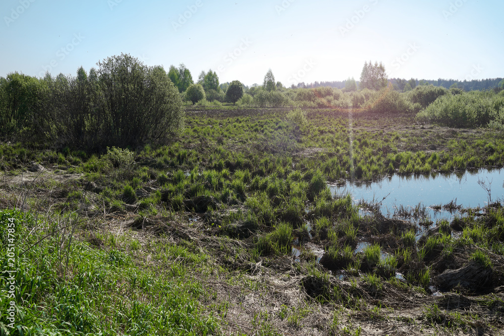 Landscape with tussocks, small natural water body, grass, bushes, trees on the horizon. Springtime when the waters recede. Blue sky, sunny day, wild nature, pond