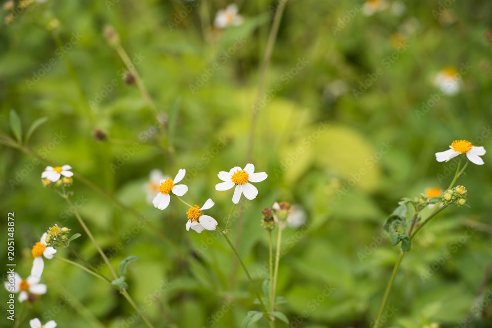 Blossom small flowers in the field Blossom small flowers in the field
