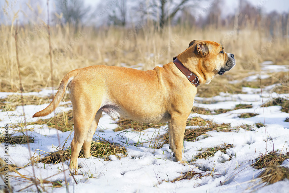Fawn Ca de Bou dog (Mallorquin mastiff) staying outdoors on a snow in winter Fawn Ca de Bou dog (Mallorquin mastiff) staying outdoors on a snow in winter