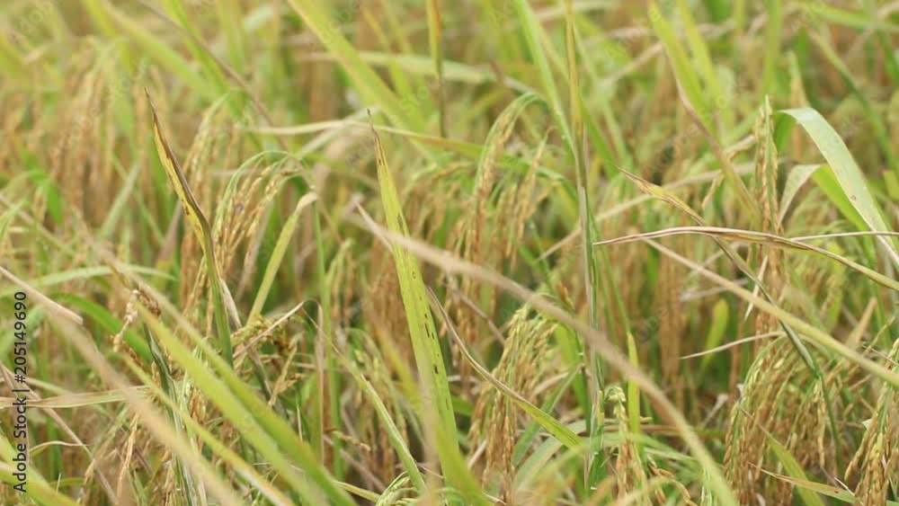 Close-up panning shot of a rice field in summer season. The crops are moving slowly in the wind. Close-up panning shot of a rice field in summer season. The crops are moving slowly in the wind.