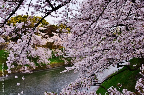 Cherry blossom at Chidorigafuchi  Tokyo  Japan 