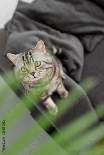 adorable scottish straight cat sitting on couch with blurred palm leaves on foreground © LIGHTFIELD STUDIOS