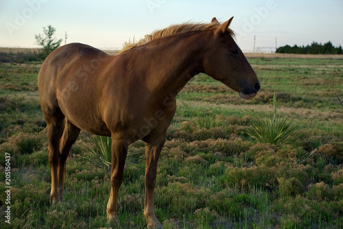 Horse in the pasture