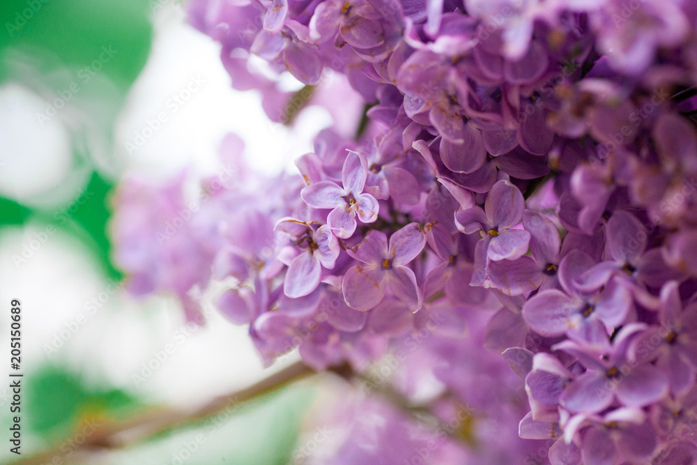 Fresh blossoming flowers at at the florist