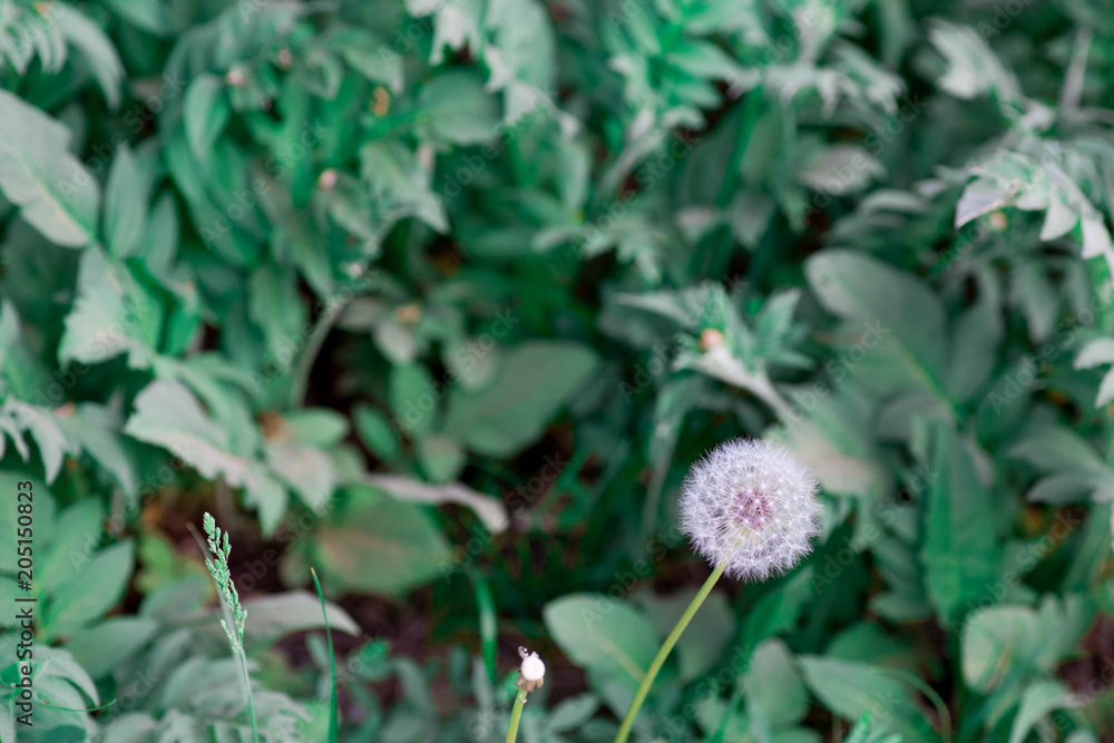 Dandelion seeds in the sunlight blowing Dandelion seeds in the sunlight blowing
