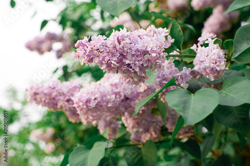 Fresh blossoming flowers at at the florist photo