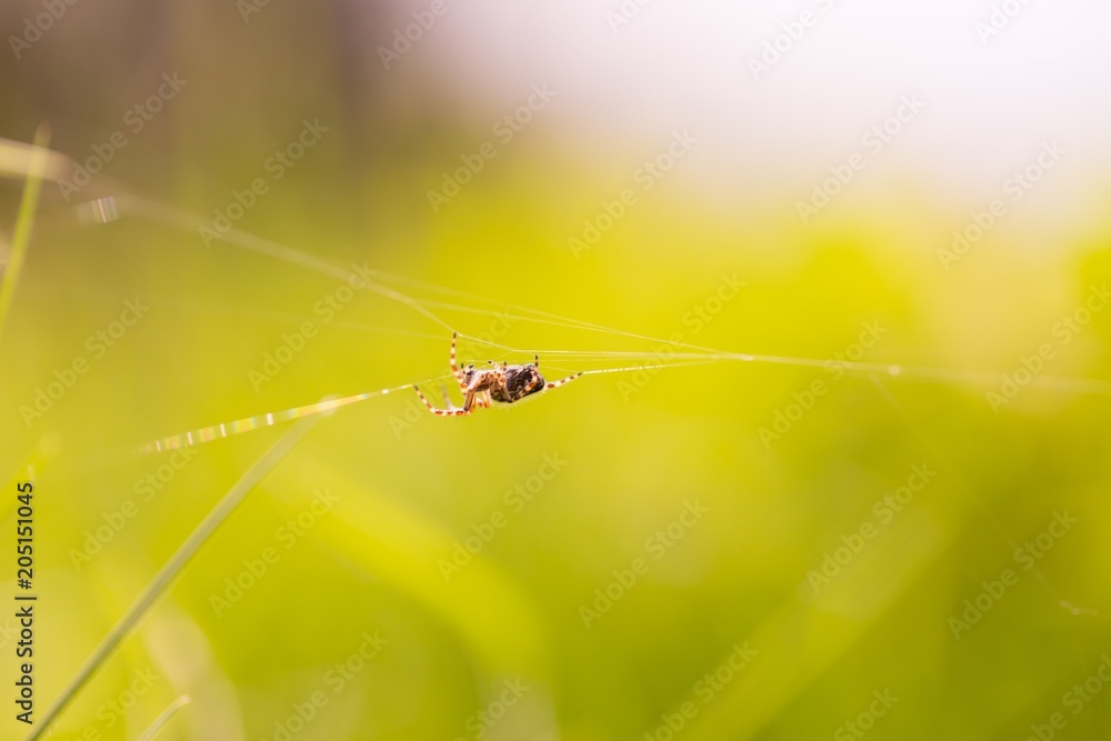 Close up of garden spider sitting on his web Close up of garden spider sitting on his web