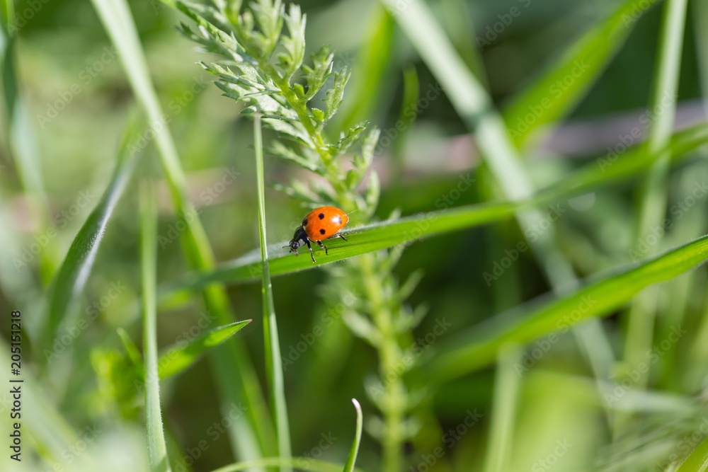Ladybird walking on green plant in spring day Ladybird walking on green plant in spring day