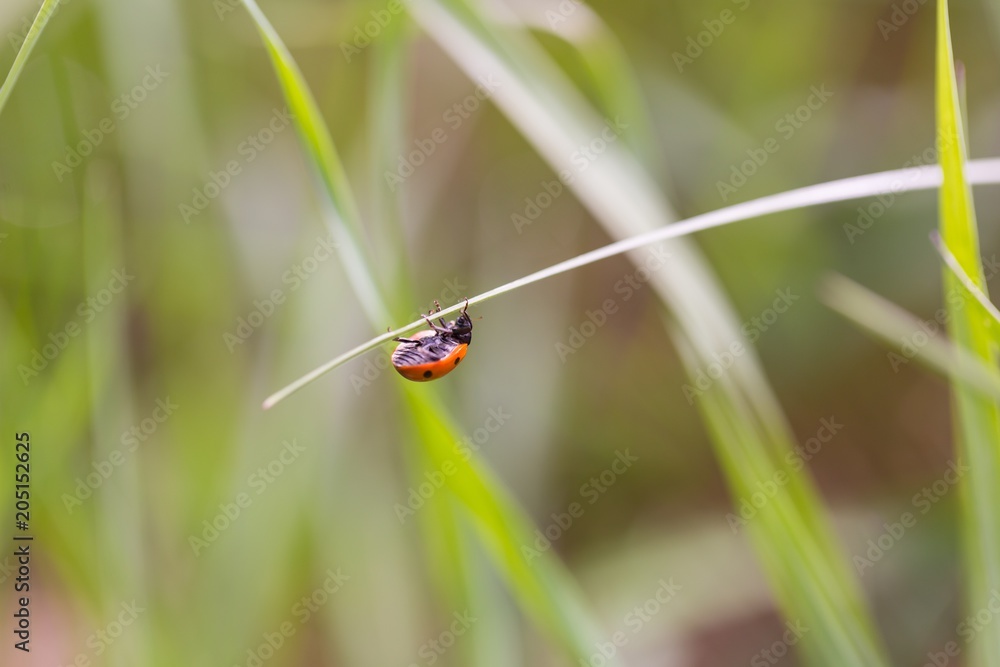 Ladybird walking on green plant in spring day Ladybird walking on green plant in spring day