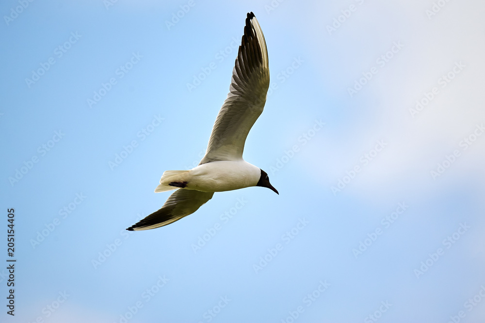 Obraz premium The seagull is flying in the sky.