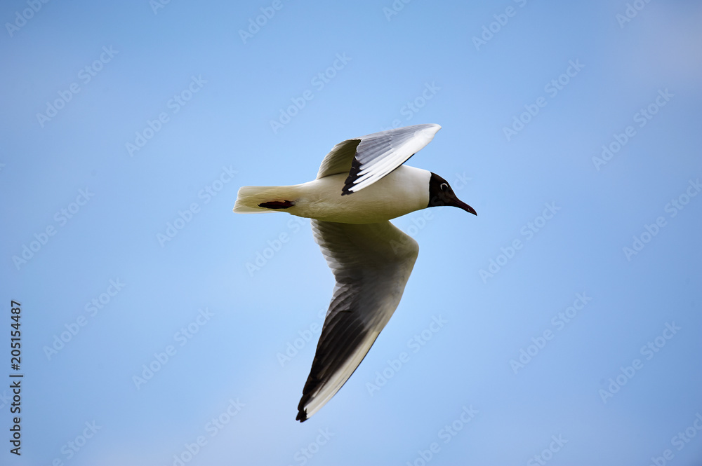 The seagull is flying in the sky. The seagull is flying in the sky.