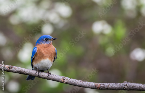 Eastern Bluebird, Sialia sialis, male perched with green bokeh background room for text