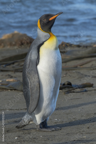 King Penguin  South Georgia Island  Antarctica