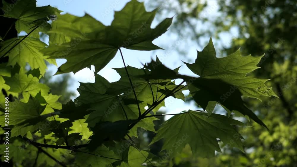 Green Young Blooming Maple Leaves In Sunny Spring Day Green Young Blooming Maple Leaves In Sunny Spring Day