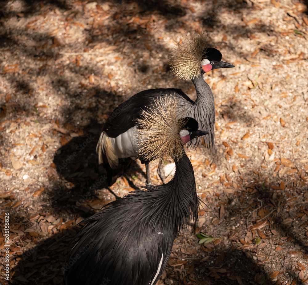 Fototapeta premium black crowned crane mated couple