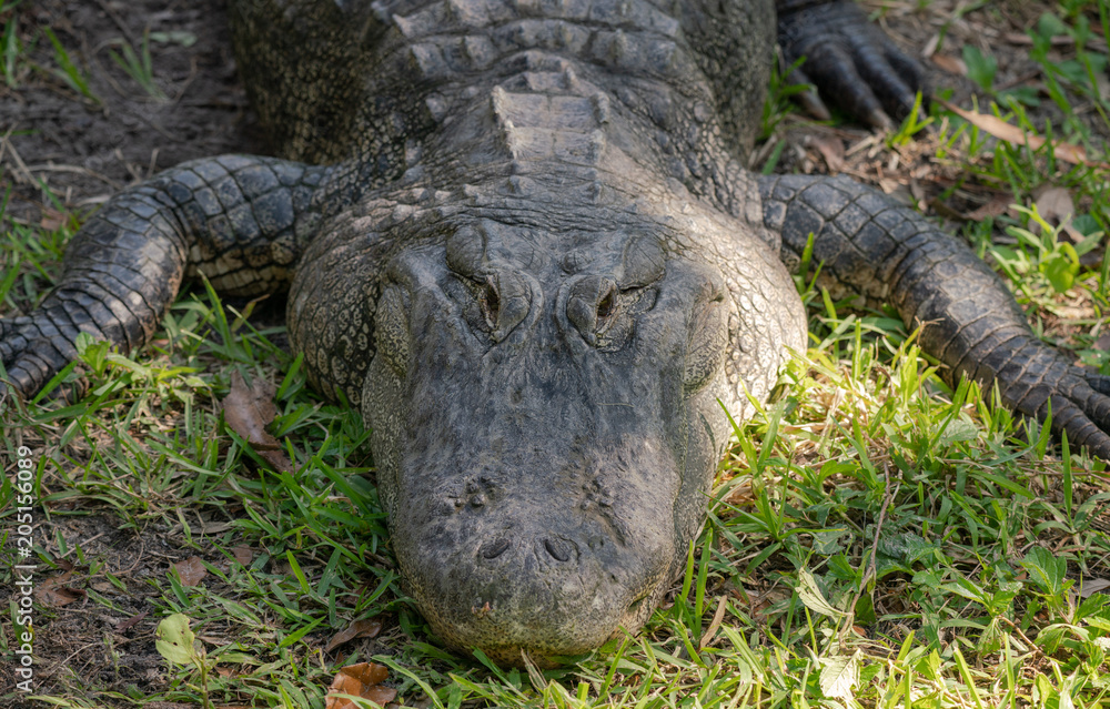 Obraz premium massive alligator is blocking you path